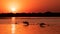 Silhouette of swan in the sunset. Danube Delta Romanian wild life bird watching