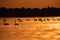 Silhouette of swan in the sunset. Danube Delta Romanian wild life bird watching