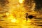 Silhouette of swan in sunset with luxury golden wave river water nature