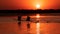 Silhouette of swans  flying over water in the sunset. Danube Delta Romanian wild life bird watching