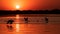Silhouette of swans  flying over water in the sunset. Danube Delta Romanian wild life bird watching