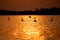 Silhouette of swans in the sunset. Danube Delta Romanian wild life bird watching
