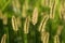 Silhouette of sweet vernal grass