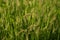 Silhouette of sweet vernal grass