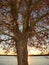 Silhouette of sycamore tree against setting sun