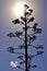 Silhouette of tall Agave americanum flower spike