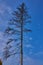 The silhouette of a tall, dried-up spruce against a blue sky