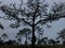 Silhouette tall pine trees in deep forest in dusk winter season