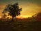 A silhouette of Tamarind trees