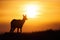 Silhouette of tatra chamois standing on the horizon at sunset.