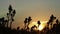 Silhouette of thistles at sunset