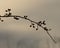 Silhouette of Thorny Hawthorn branch against early morning pale winter sky