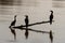 Silhouette of three Double-breasted Cormorants on stick in lake