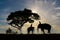 Silhouette of three men ride elephant