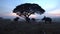 Silhouette of three men sitting on elephants by tree at rice field, Surin Province, Thailand