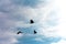 silhouette of three pigeon or dove bird flying with clouds and blue sky color on background