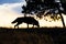 Silhouette of timber wolf hunting