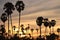 Silhouette toddy palm tree on sunset sky