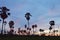 Silhouette toddy palm tree on sunset sky in paddy field