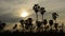 Silhouette toddy palm tree on sunset sky in paddy field