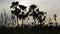 Silhouette toddy palm tree on sunset sky in paddy field