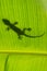 Silhouette of tokay gecko on a palm tree leaf, Ang Thong National Marine Park, Thailand