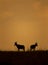 Silhouette of Topi on the backdrop of colourful sky at Masai Mara,Kenya