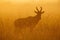 Silhouette of topi standing in long grass