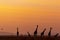 Silhouette of a tower of giraffe walking in orange sunrise with hot air balloon in the background in Masai Mara in Kenya