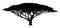 Silhouette of the tree-acacia