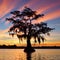 Silhouette of a tree against a colorful sunset sky in Cypress Swamps, USA