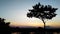 Silhouette tree at asian sunset