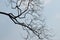 Silhouette of tree branch against blue sky