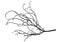 Silhouette of tree branch. The branch of the chestnut. Vector illustration