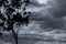 Silhouette tree and branch on grey sky and clouds background. Black branches and leaves of tree. Nature texture background. Art