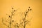 Silhouette tree branches and birds with orange,sunset sky