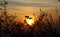 Silhouette of tree branches and leaves in autumn in front of the sun at sunset