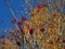 Silhouette of a tree with bright red clusters of berries against the background of yellow leaves and a blue sky.