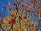 Silhouette of a tree with bright red clusters of berries against the background of yellow leaves and a blue sky.