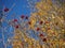 Silhouette of a tree with bright red clusters of berries against the background of yellow leaves and a blue sky.