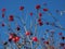 Silhouette of a tree with bright red clusters of berries against a blue sky.