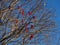 Silhouette of a tree with bright red clusters of berries against a blue sky.