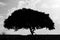 Silhouette tree and cat BW