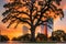 Silhouette of a tree beside the city