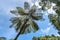 Silhouette of tree fern leaves Cyatheaceae with blue sky and rainbow and other trees in perspective