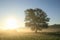 the silhouette of a tree on field against blue sky in misty autumn weather during sunrise single sunny foggy morning