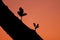 Silhouette of a tree with growing young leaves against twilight orange sky