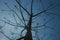 Silhouette of a tree having thin branches and small new leaves.