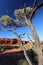 Silhouette tree at King Canyon, Outhback Australian