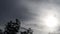 Silhouette tree leaf moving by heavy rain storm wind on Scary dark cloud background